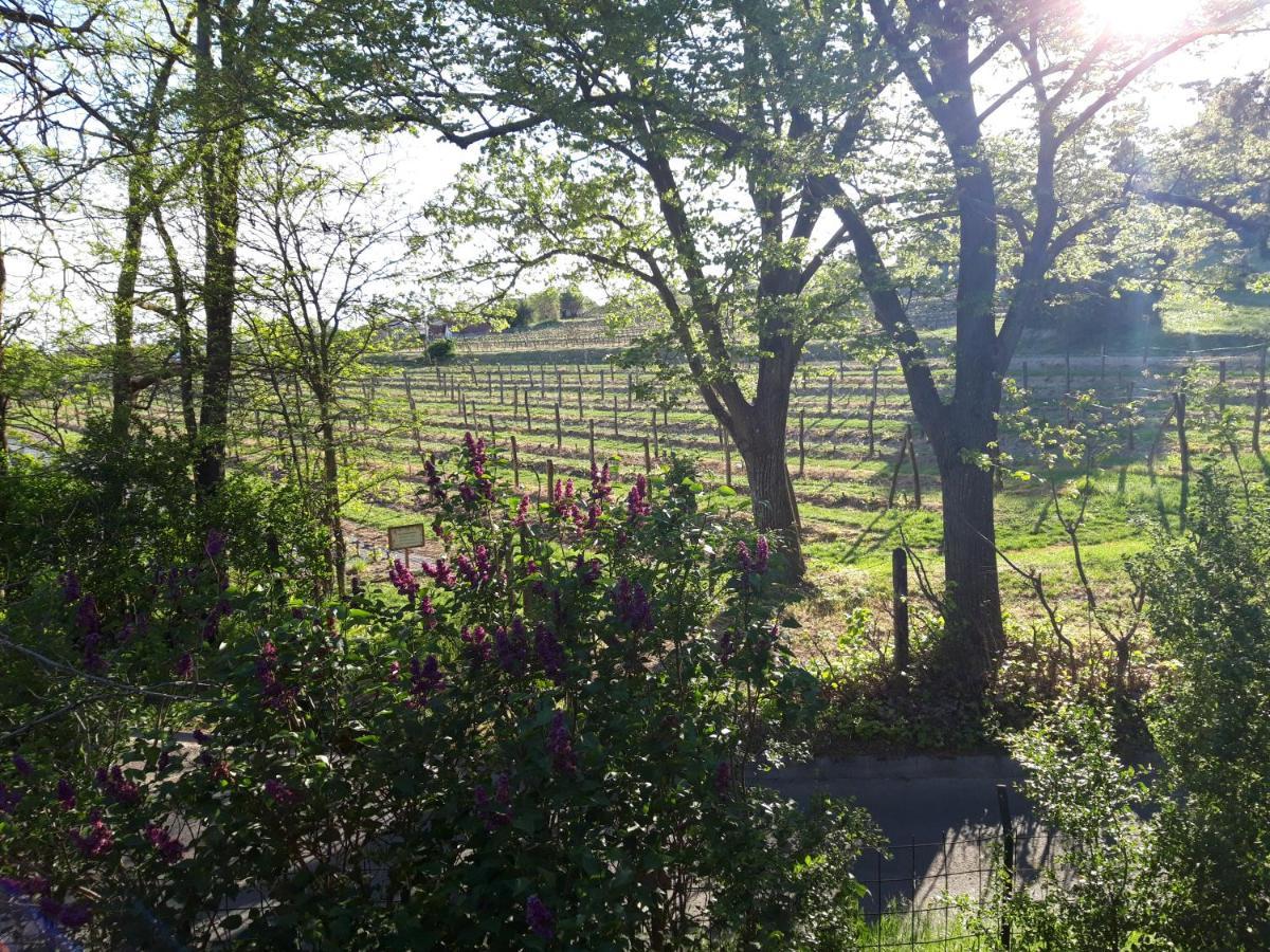 Pilikan Apartments - Park, Agroturism, Vineyard & Farm Черсегтомай Экстерьер фото