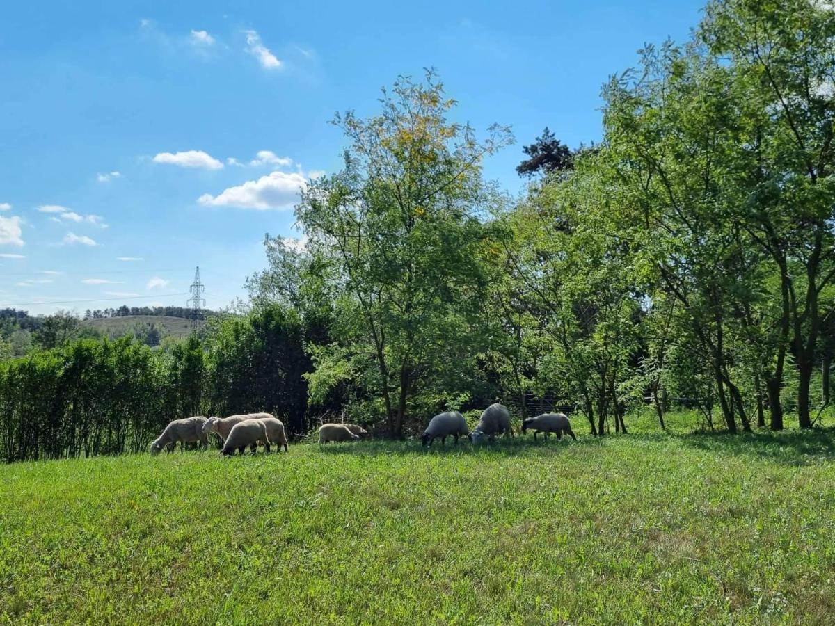 Pilikan Apartments - Park, Agroturism, Vineyard & Farm Черсегтомай Экстерьер фото